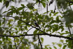 Pteruthius aeralatus validirostris