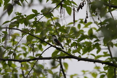 Pteruthius aeralatus validirostris