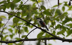 Pteruthius aeralatus validirostris