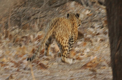 Panthera pardus fusca