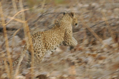 Panthera pardus fusca