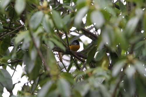 Golden-breasted Fulvetta (Lioparus chrysotis), photo 3