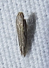 Haplochrois bipunctella