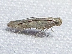 Haplochrois bipunctella