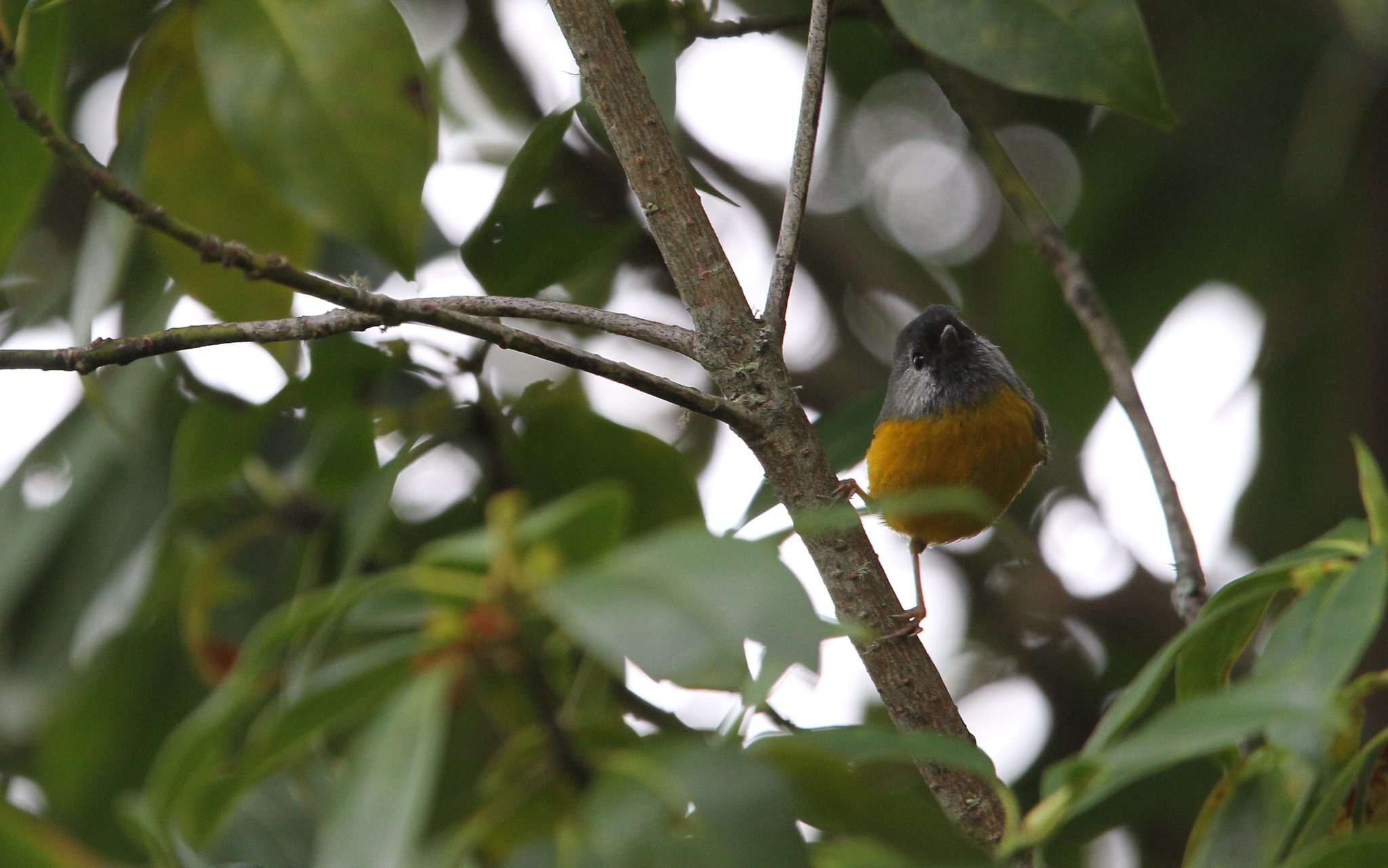 Golden-breasted Fulvetta