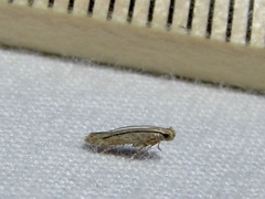 Haplochrois bipunctella
