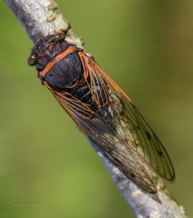Diceroprocta cleavesi