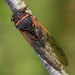Grand Cayman Cicada - Photo (c) Nick Ebanks, some rights reserved (CC BY-NC), uploaded by Nick Ebanks