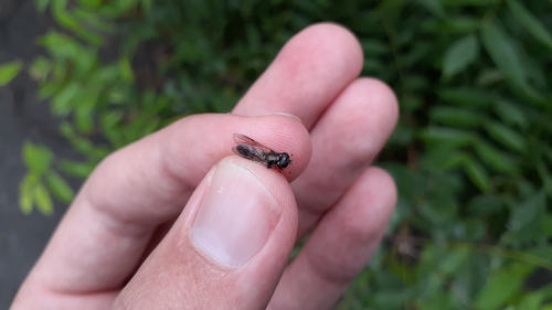 Xylota subfasciata