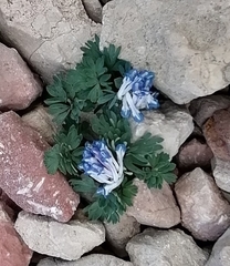 Corydalis alpestris