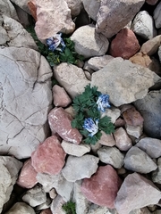 Corydalis alpestris