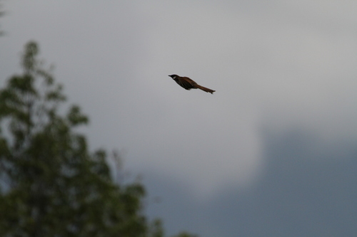 Grey-sided Laughingthrush (Pterorhinus caerulatus), photo 5