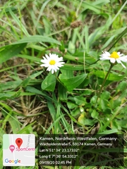 Bellis perennis