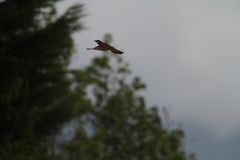 Pterorhinus caerulatus