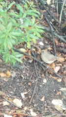 Cardinalis cardinalis