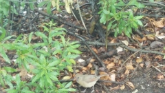 Cardinalis cardinalis