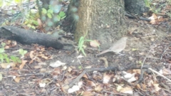 Cardinalis cardinalis