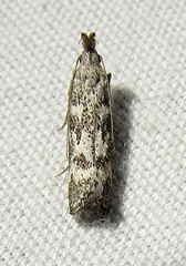 Dichomeris inversella