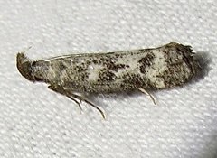Dichomeris inversella
