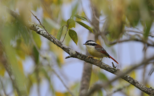 Red-tailed Minla (Minla ignotincta), photo 8