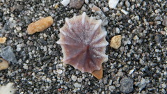 Siphonaria australis