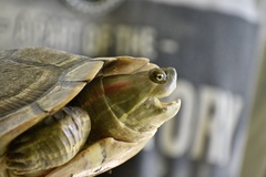 Trachemys decussata