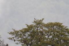 Pyrrhula erythaca