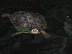 Rhinoclemmys pulcherrima rogerbarbouri