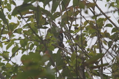 Dryobates cathpharius