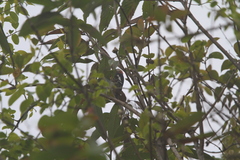 Dryobates cathpharius