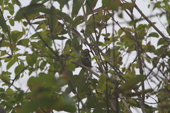 Dryobates cathpharius