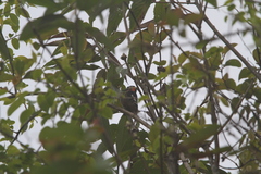 Dryobates cathpharius