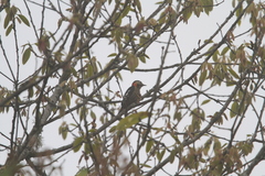 Dryobates cathpharius
