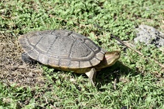 Trachemys decussata