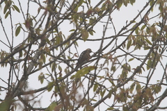 Dryobates cathpharius