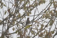 Dryobates cathpharius
