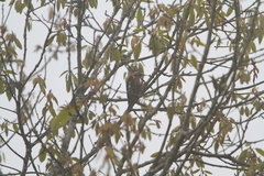 Dryobates cathpharius