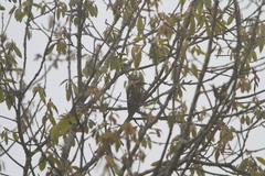 Dryobates cathpharius