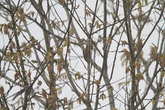 Dryobates cathpharius