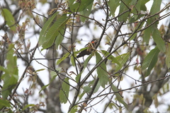 Dryobates cathpharius