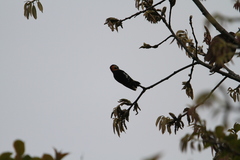 Dryobates cathpharius