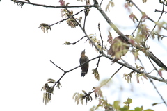 Dryobates cathpharius