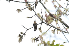 Dryobates cathpharius