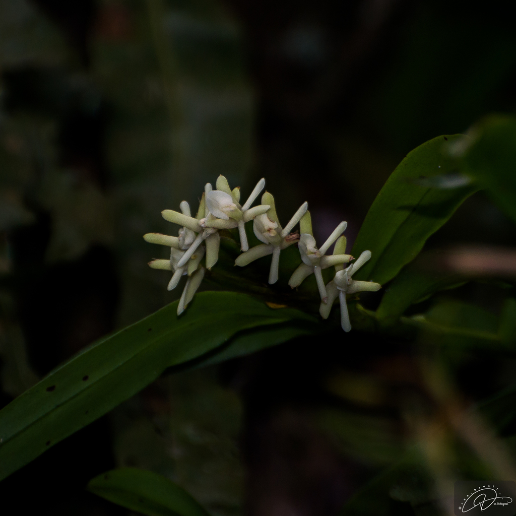 Epidendrum paranaense
