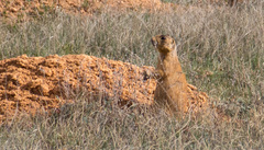 Cynomys parvidens