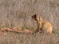 Cynomys parvidens
