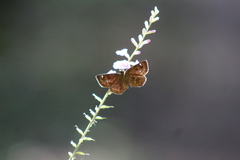 Carcharodini