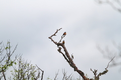 Pyrrhula erythaca