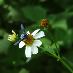 Thyreus himalayensis