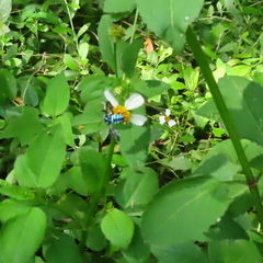 Thyreus himalayensis